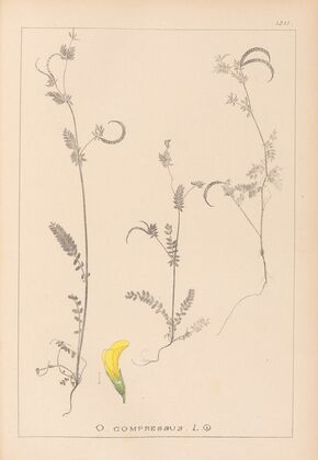 Herbier de la flore française Pl.0543