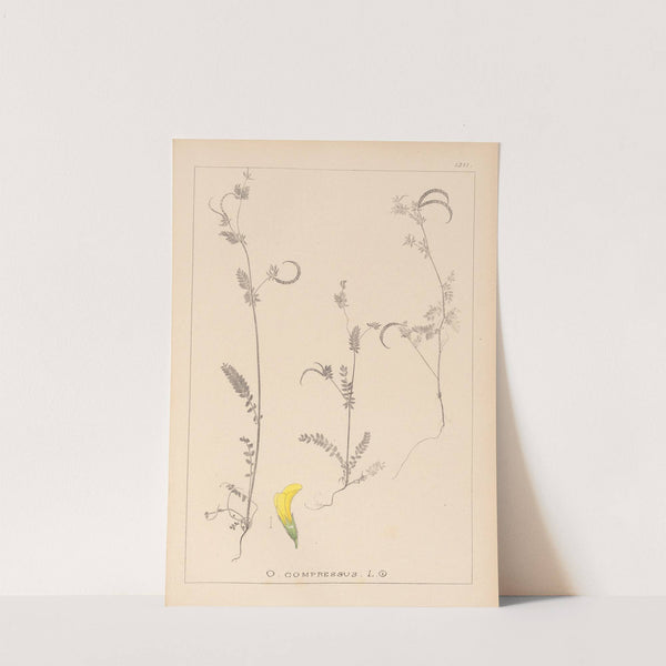 Herbier de la flore française Pl.0543 by Louis Antoine Cusin