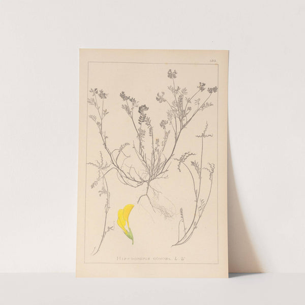 Herbier de la flore française Pl.0544 by Louis Antoine Cusin