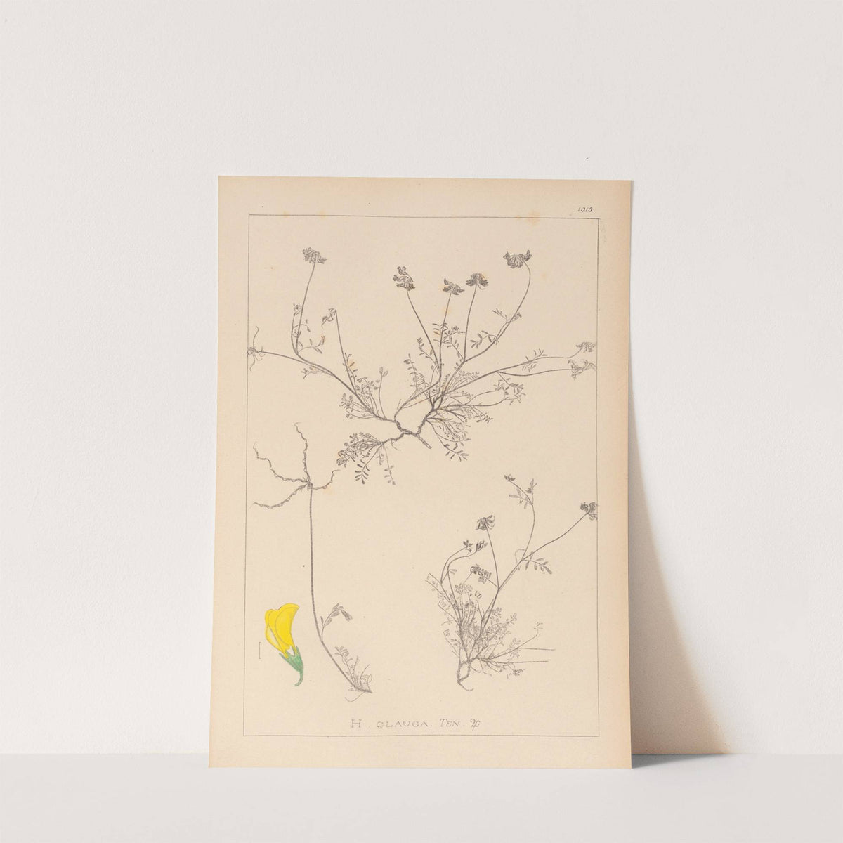 Herbier de la flore française Pl.0545 by Louis Antoine Cusin