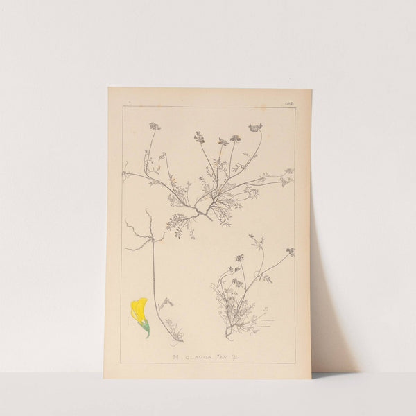 Herbier de la flore française Pl.0545 by Louis Antoine Cusin