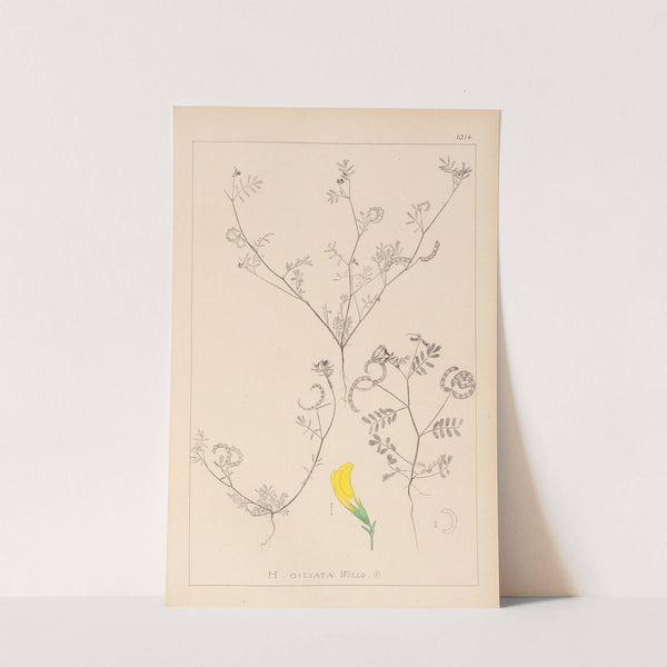 Herbier de la flore française Pl.0546 by Louis Antoine Cusin