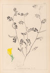 Herbier de la flore française Pl.0547