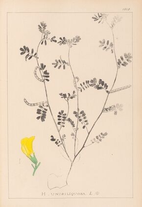Herbier de la flore française Pl.0547