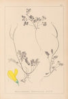 Herbier de la flore française Pl.0548
