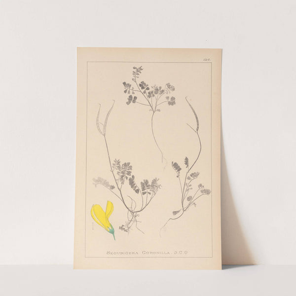 Herbier de la flore française Pl.0548 by Louis Antoine Cusin