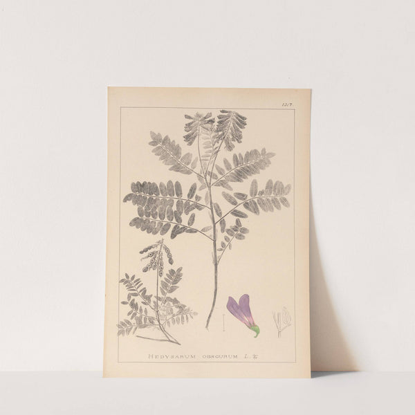 Herbier de la flore française Pl.0549 by Louis Antoine Cusin