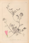 Herbier de la flore française Pl.0551