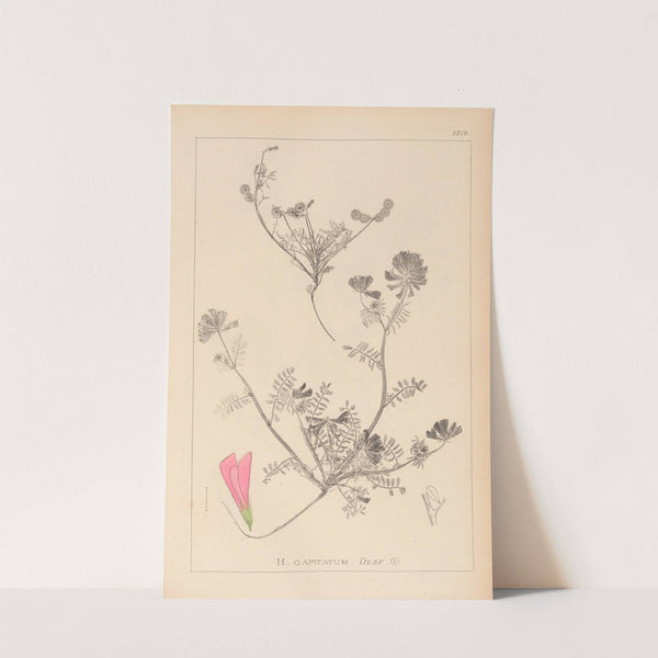 Herbier de la flore française Pl.0551 by Louis Antoine Cusin