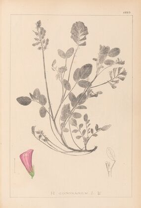 Herbier de la flore française Pl.0552