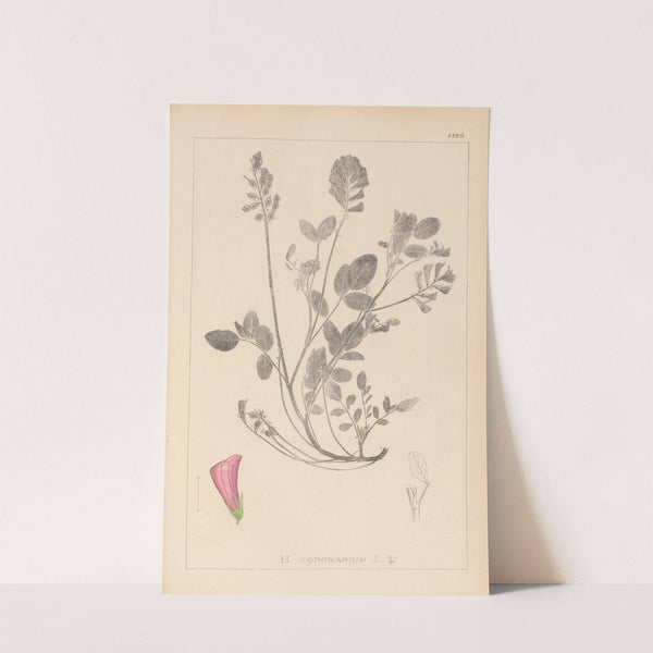 Herbier de la flore française Pl.0552 by Louis Antoine Cusin