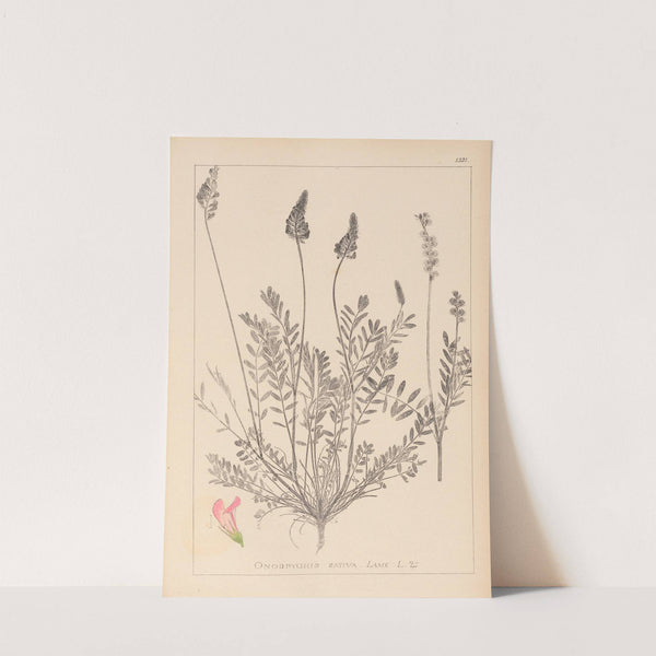 Herbier de la flore française Pl.0553 by Louis Antoine Cusin