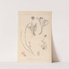 Herbier de la flore française Pl.0554 by Louis Antoine Cusin
