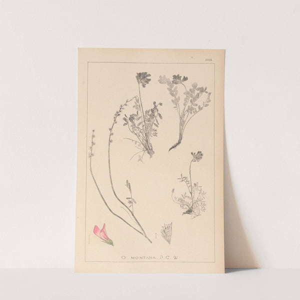 Herbier de la flore française Pl.0554 by Louis Antoine Cusin