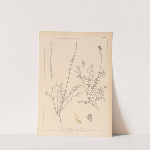 Herbier de la flore française Pl.0556 by Louis Antoine Cusin