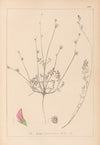 Herbier de la flore française Pl.0558