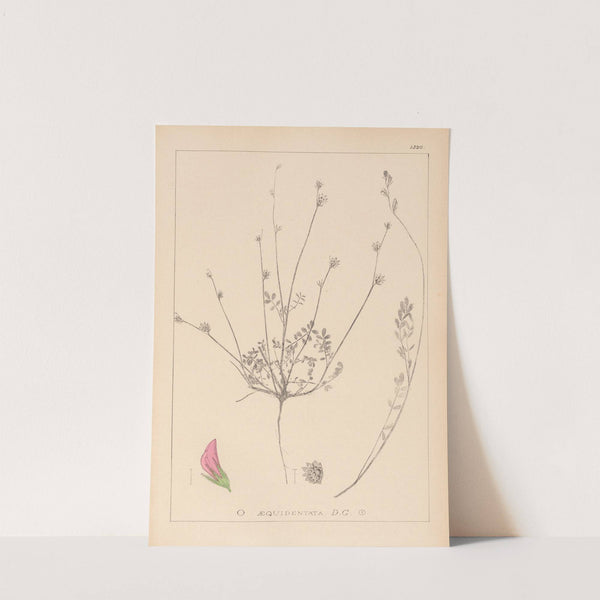 Herbier de la flore française Pl.0558 (1867-1876) by Louis Antoine Cusin