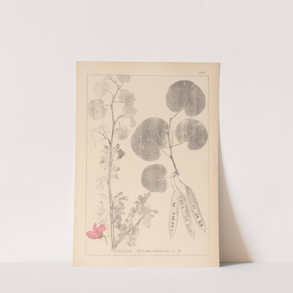 Herbier de la flore française Pl.0559 (1867-1876) by Louis Antoine Cusin