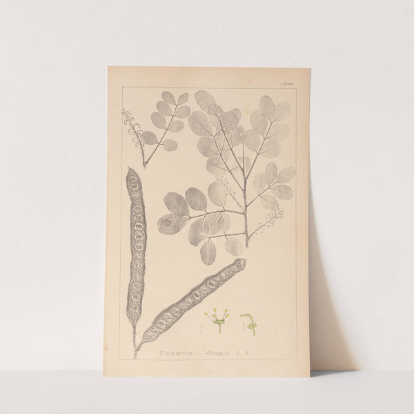 Herbier de la flore française Pl.0561 (1867-1876) by Louis Antoine Cusin