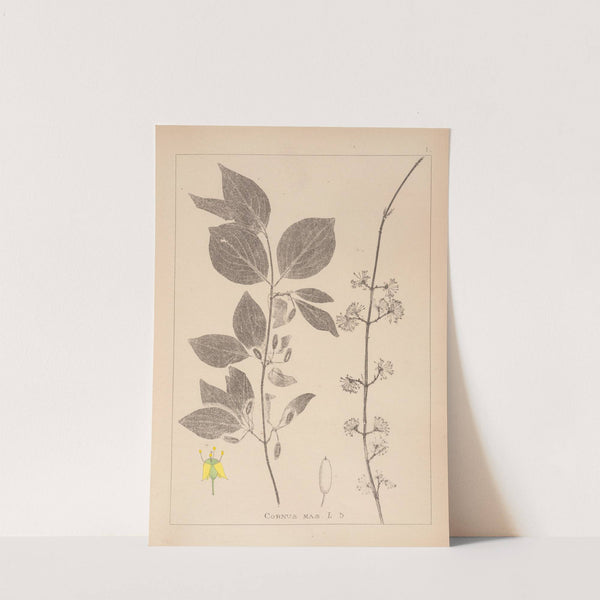 Herbier de la flore française Pl.0563 (1867-1876) by Louis Antoine Cusin