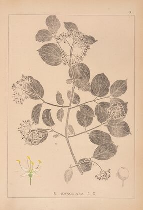 Herbier de la flore française Pl.0564