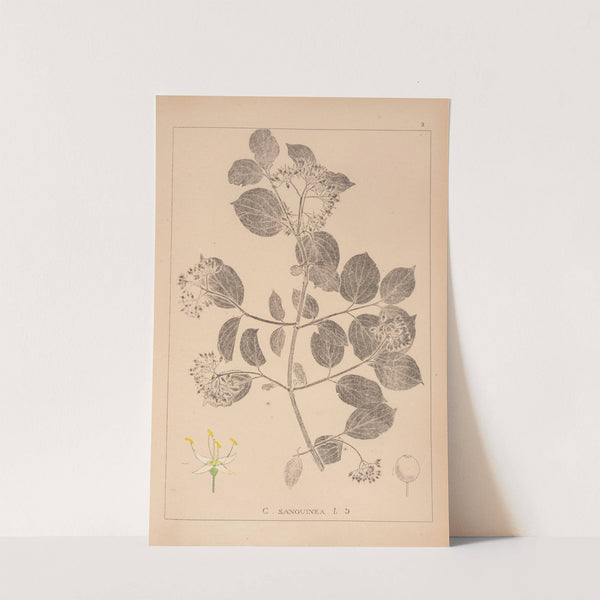 Herbier de la flore française Pl.0564 (1867-1876) by Louis Antoine Cusin