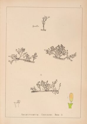 Herbier de la flore française Pl.0566