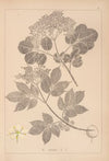 Herbier de la flore française Pl.0569