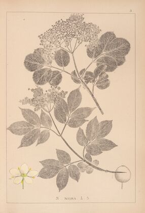 Herbier de la flore française Pl.0569