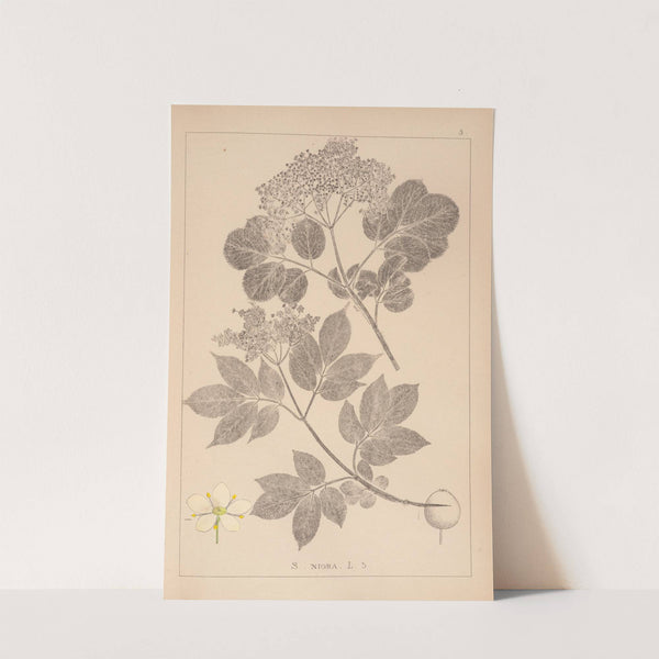 Herbier de la flore française Pl.0569 by Louis Antoine Cusin