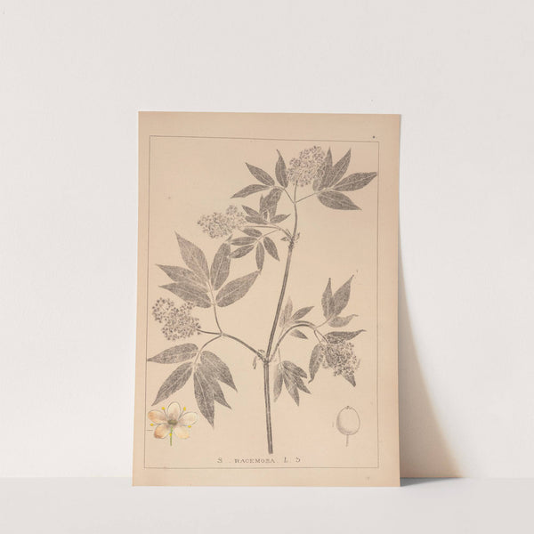 Herbier de la flore française Pl.0570 by Louis Antoine Cusin