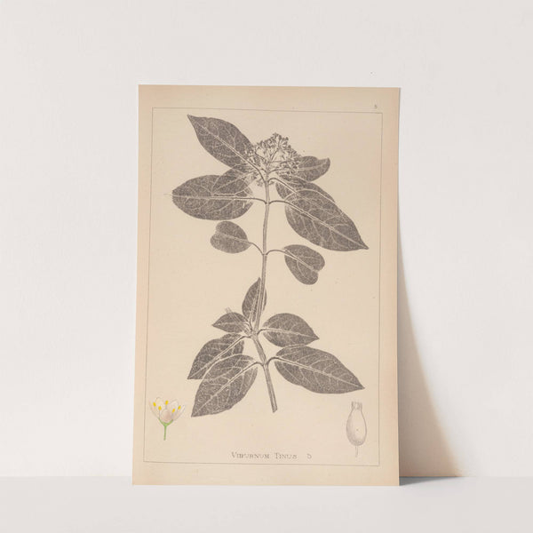 Herbier de la flore française Pl.0571 by Louis Antoine Cusin