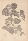 Herbier de la flore française Pl.0572