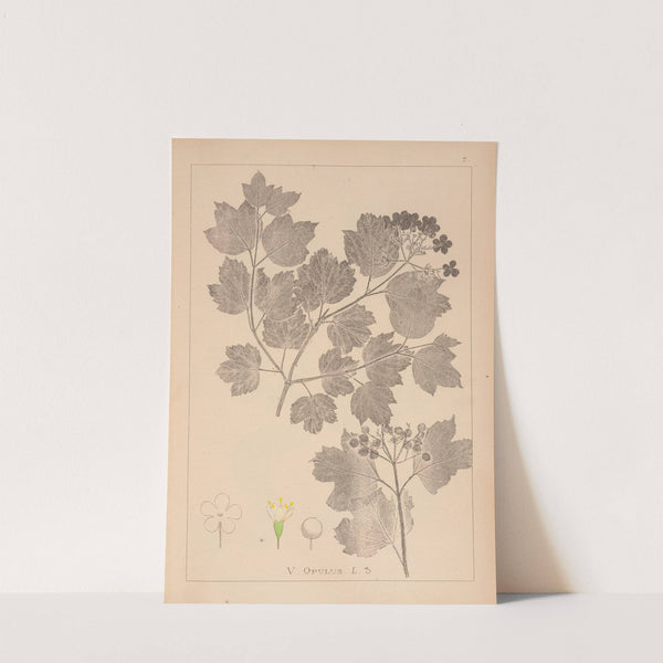 Herbier de la flore française Pl.0573 by Louis Antoine Cusin