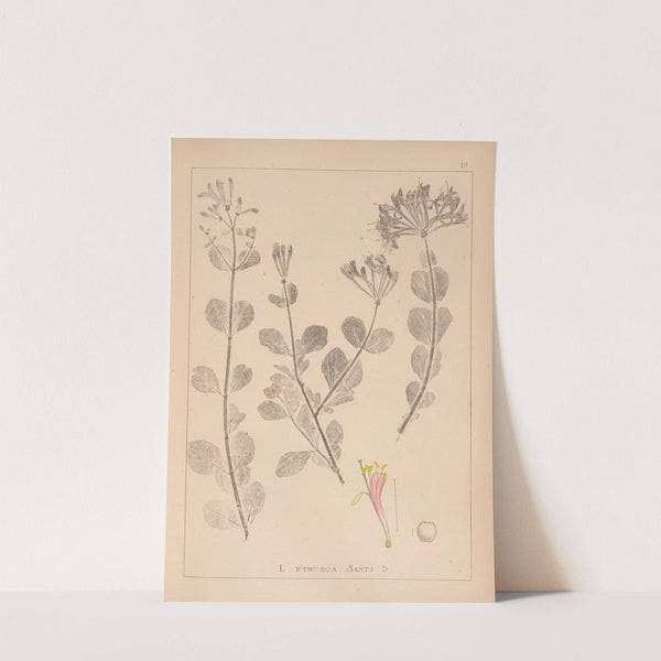 Herbier de la flore française Pl.0576 by Louis Antoine Cusin