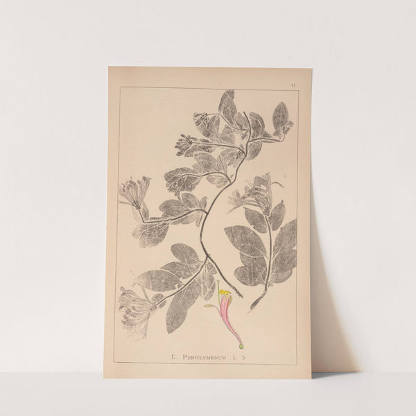 Herbier de la flore française Pl.0577 by Louis Antoine Cusin