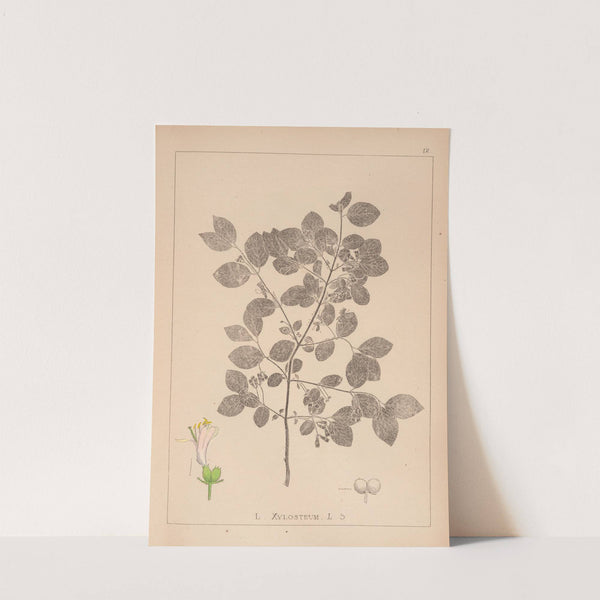 Herbier de la flore française Pl.0578 (1867-1876) by Louis Antoine Cusin