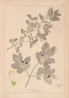Herbier de la flore française Pl.0579