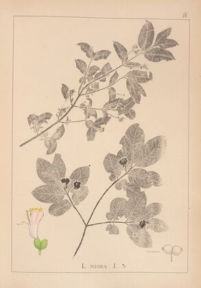 Herbier de la flore française Pl.0579