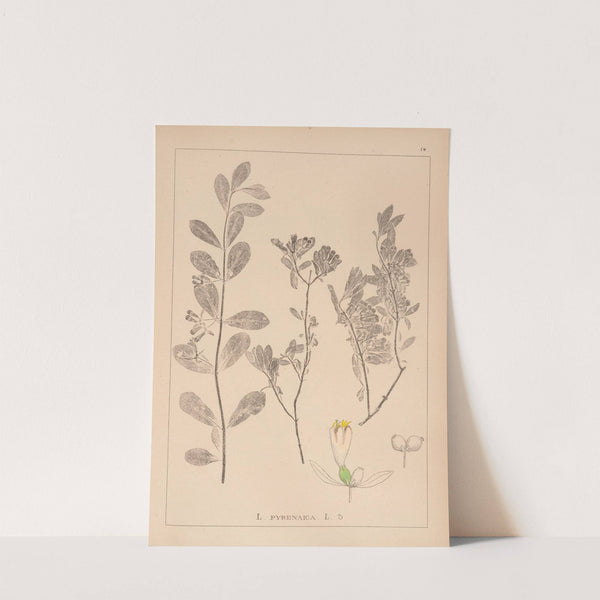 Herbier de la flore française Pl.0580 (1867-1876) by Louis Antoine Cusin