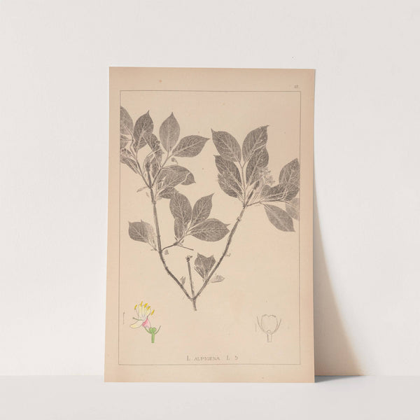 Herbier de la flore française Pl.0581 (1867-1876) by Louis Antoine Cusin