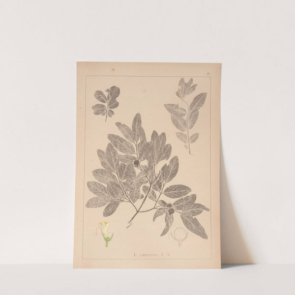 Herbier de la flore française Pl.0582 (1867-1876) by Louis Antoine Cusin