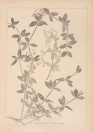 Herbier de la flore française Pl.0584