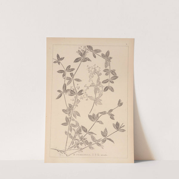 Herbier de la flore française Pl.0584 (1867-1876) by Louis Antoine Cusin