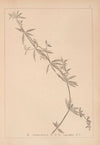 Herbier de la flore française Pl.0585