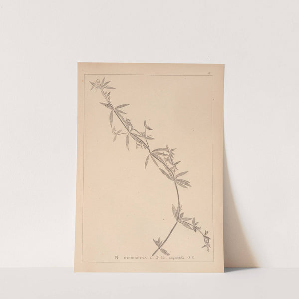 Herbier de la flore française Pl.0585 (1867-1876) by Louis Antoine Cusin