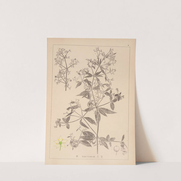 Herbier de la flore française Pl.0586 (1867-1876) by Louis Antoine Cusin