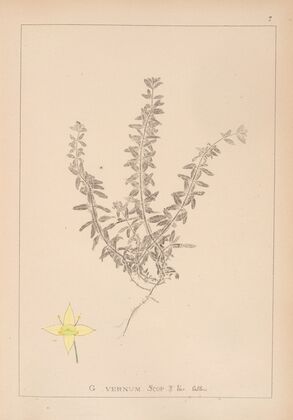 Herbier de la flore française Pl.0589