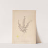 Herbier de la flore française Pl.0589 by Louis Antoine Cusin