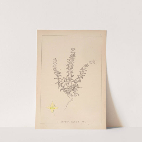 Herbier de la flore française Pl.0589 by Louis Antoine Cusin